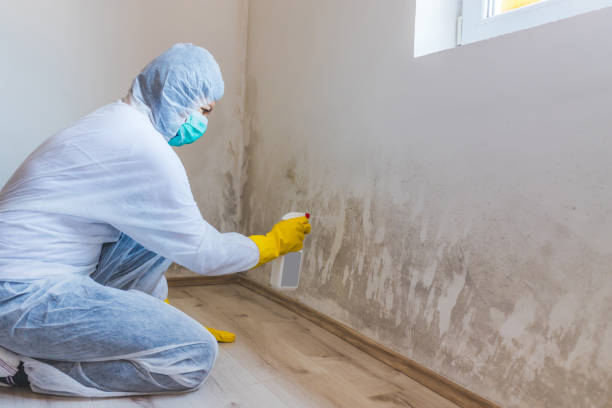 Licensed Basement Mold Removal service in Newport News, VA - WQB Mold Removal