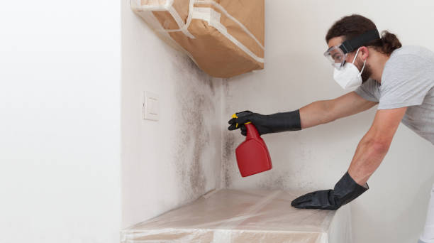 Professional Basement Mold Removal technician working in Newport News, VA