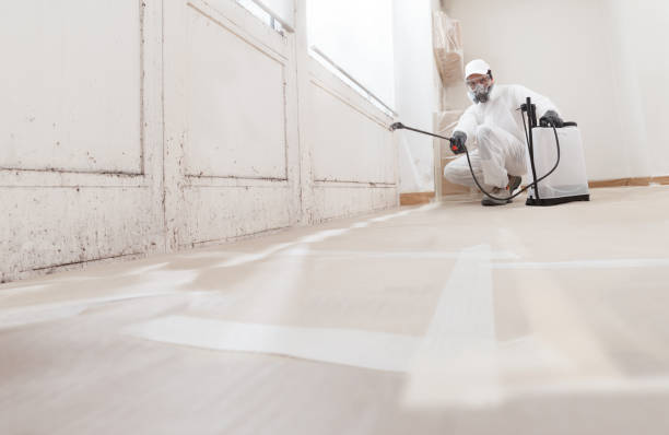 24/7 Emergency Basement Mold Removal experts in Newport News, VA