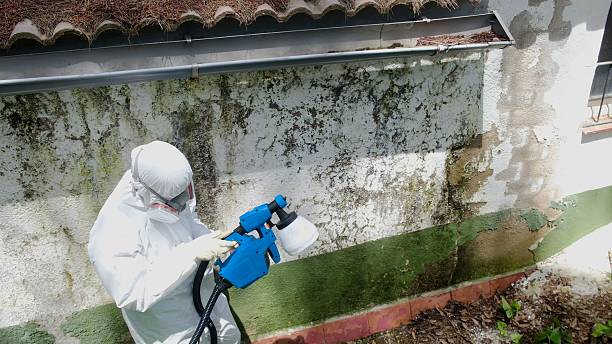Top rated local Basement Mold Removal specialists in Newport News, VA